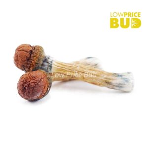 Buy Mushrooms – Golden Teacher online Canada