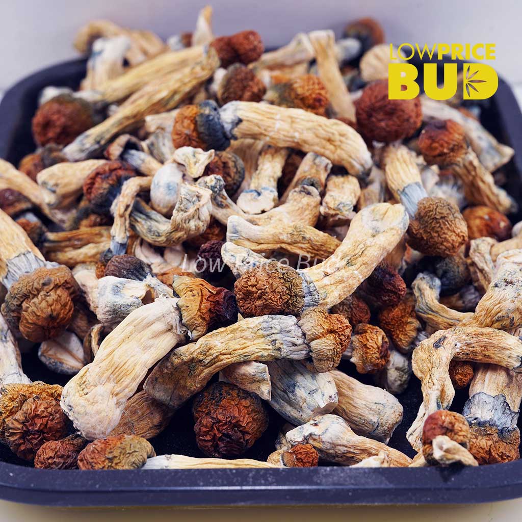 Buy Mushrooms – Golden Teacher online Canada