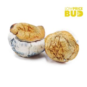 Buy Mushrooms – Avalanche online Canada