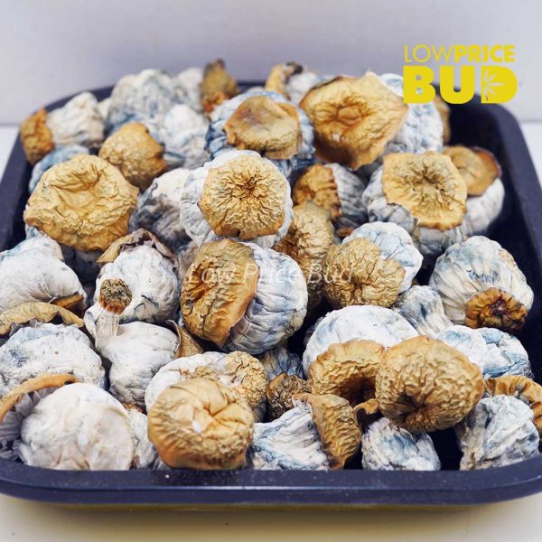 Buy Mushrooms – Avalanche online Canada