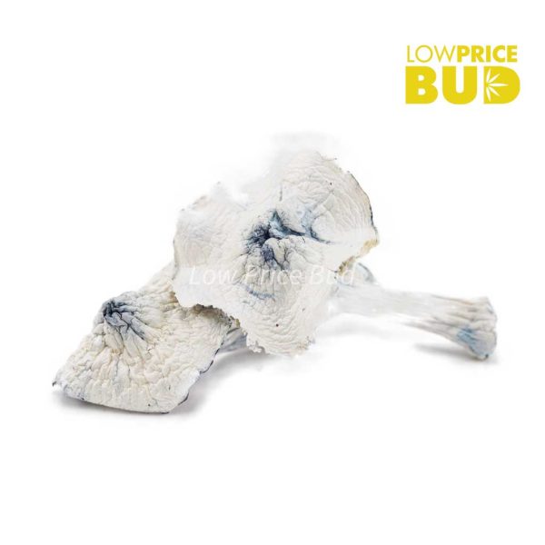 Buy Mushrooms – Albino Jedi Mind Fuck online Canada