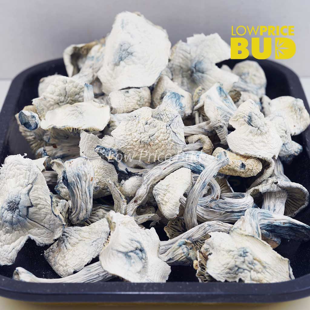 Buy Mushrooms – Albino Jedi Mind Fuck online Canada