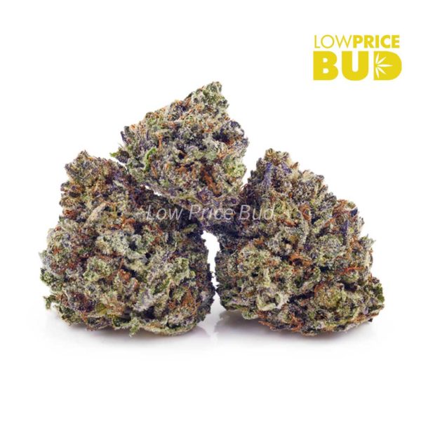 Buy Tangerine Dream (AA) online Canada
