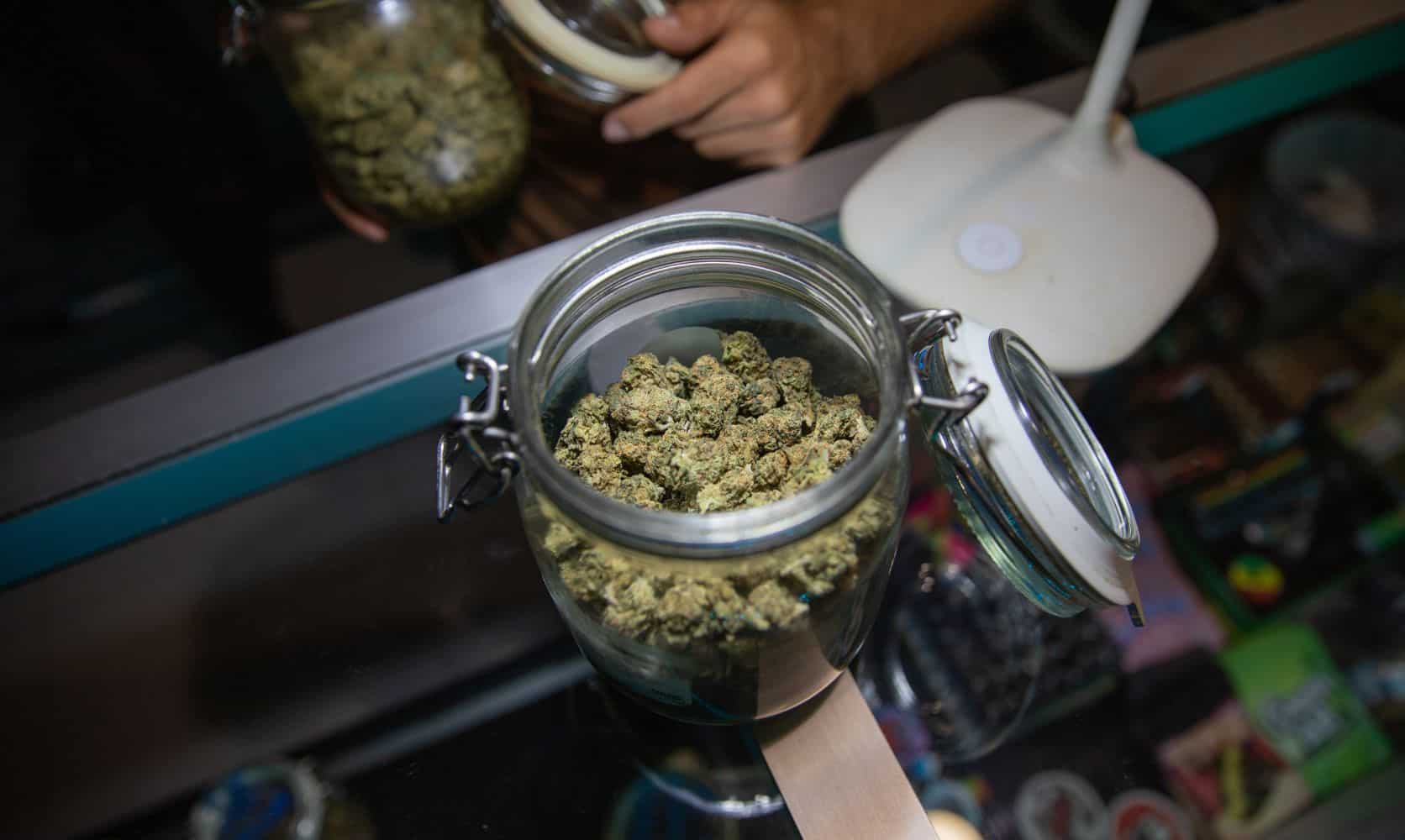 Discover unique features of the Greasy Pink strain. Learn about its effects, flavour & how it can boost your mood. Try it today and feel the difference.