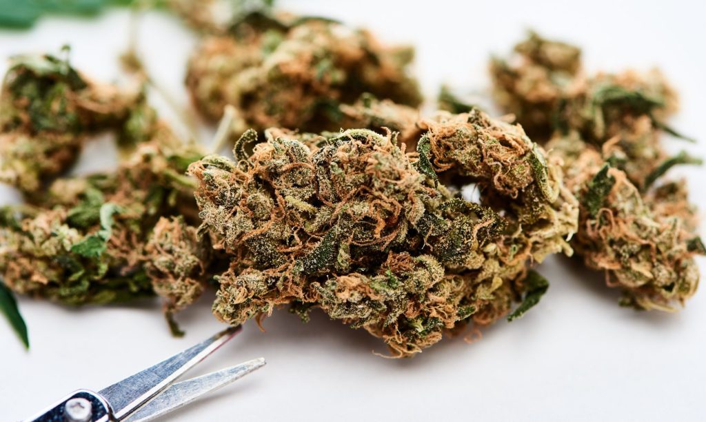 Is the Mac 10 strain too strong for beginners? We Review Its THC Levels, Effects, and How to Buy It Online.