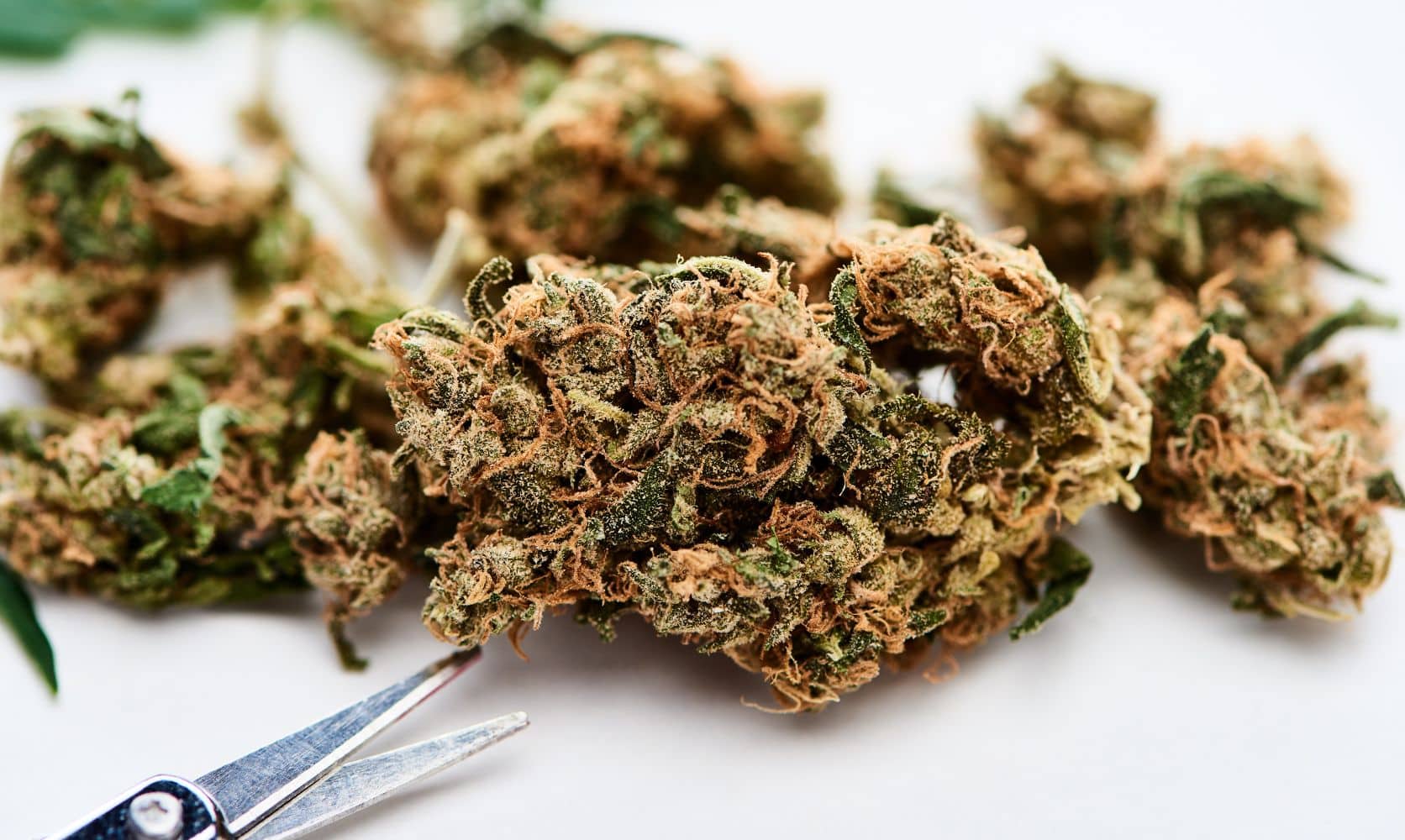 Is the Mac 10 strain too strong for beginners? We Review Its THC Levels, Effects, and How to Buy It Online.