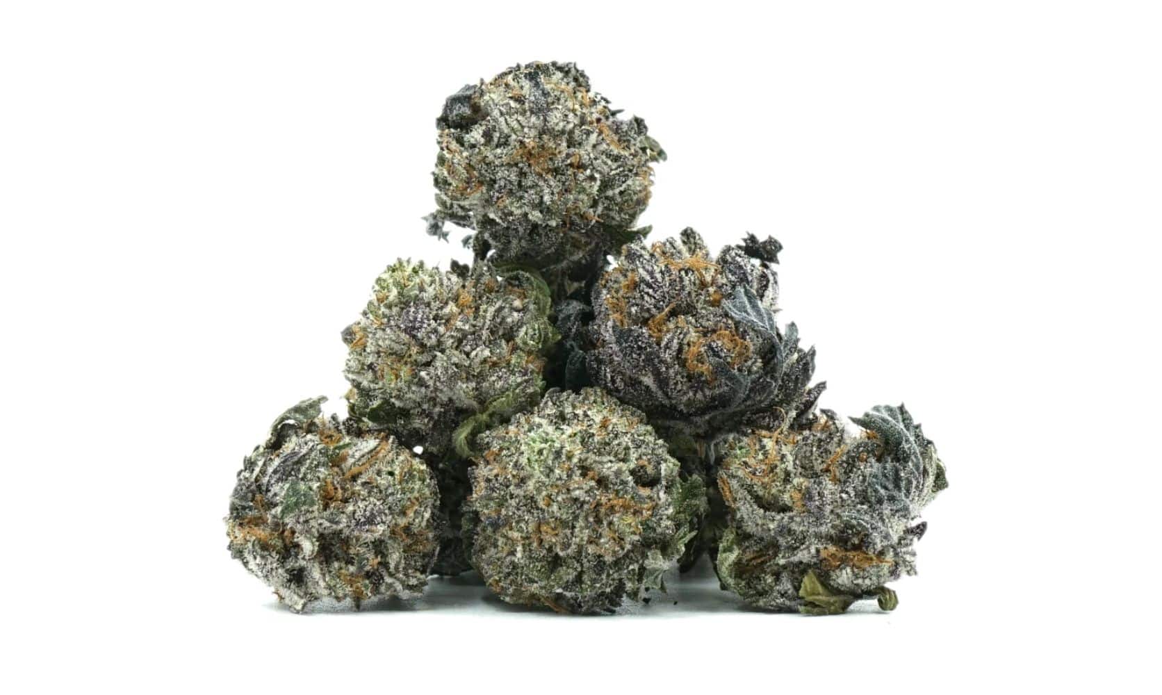 Explore the universe beyond with the potent Purple Space Cookies strain. Discover its effects, & taste to determine if it's worth buying