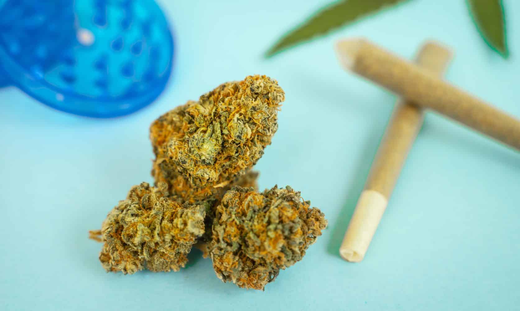 Is Moby Dick weed worth trying? Explore Moby Dick strain’s high THC levels, out of this world effects to determine if its worth buying online.