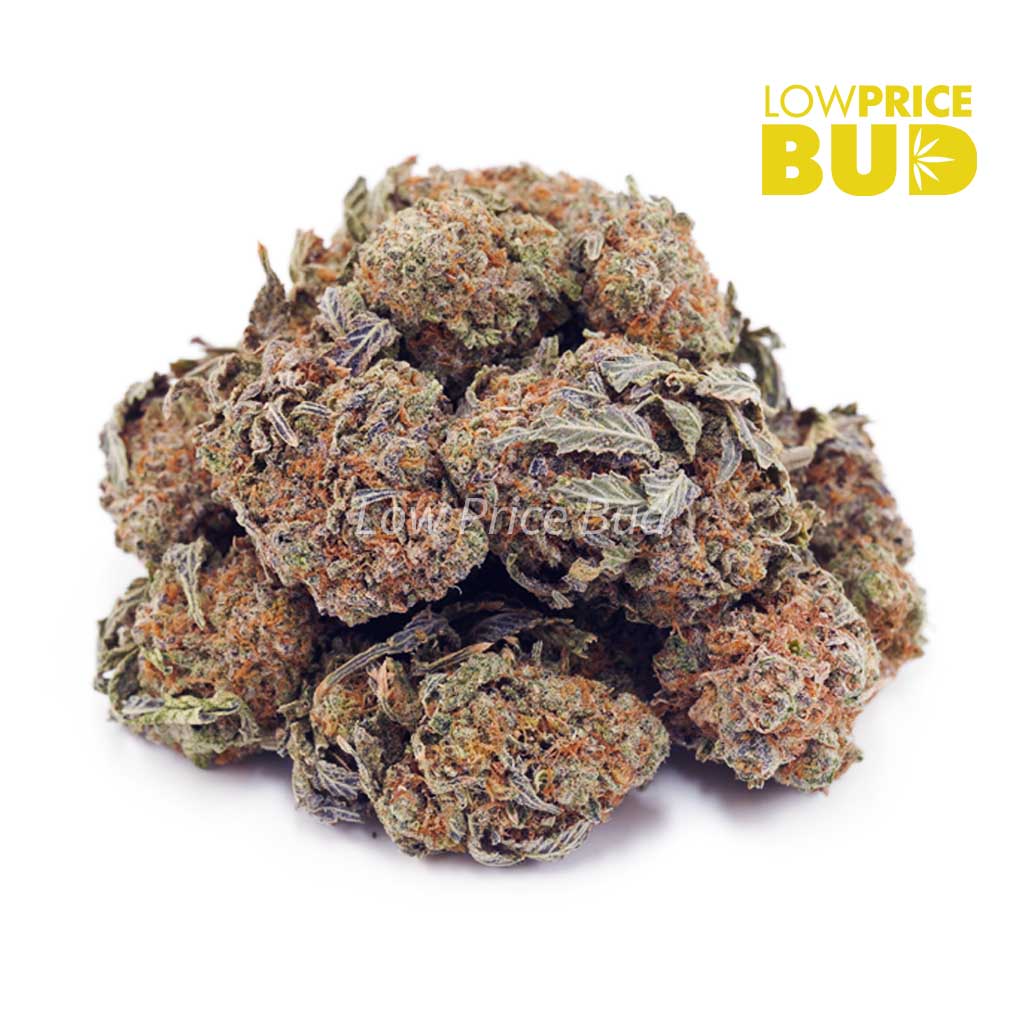 Buy Larry Bird OG (AAAA) online Canada