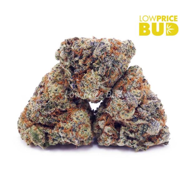 Buy Seattle Cough (AA) online Canada