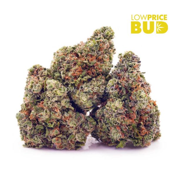 Buy Northern Lights (AAA) online Canada
