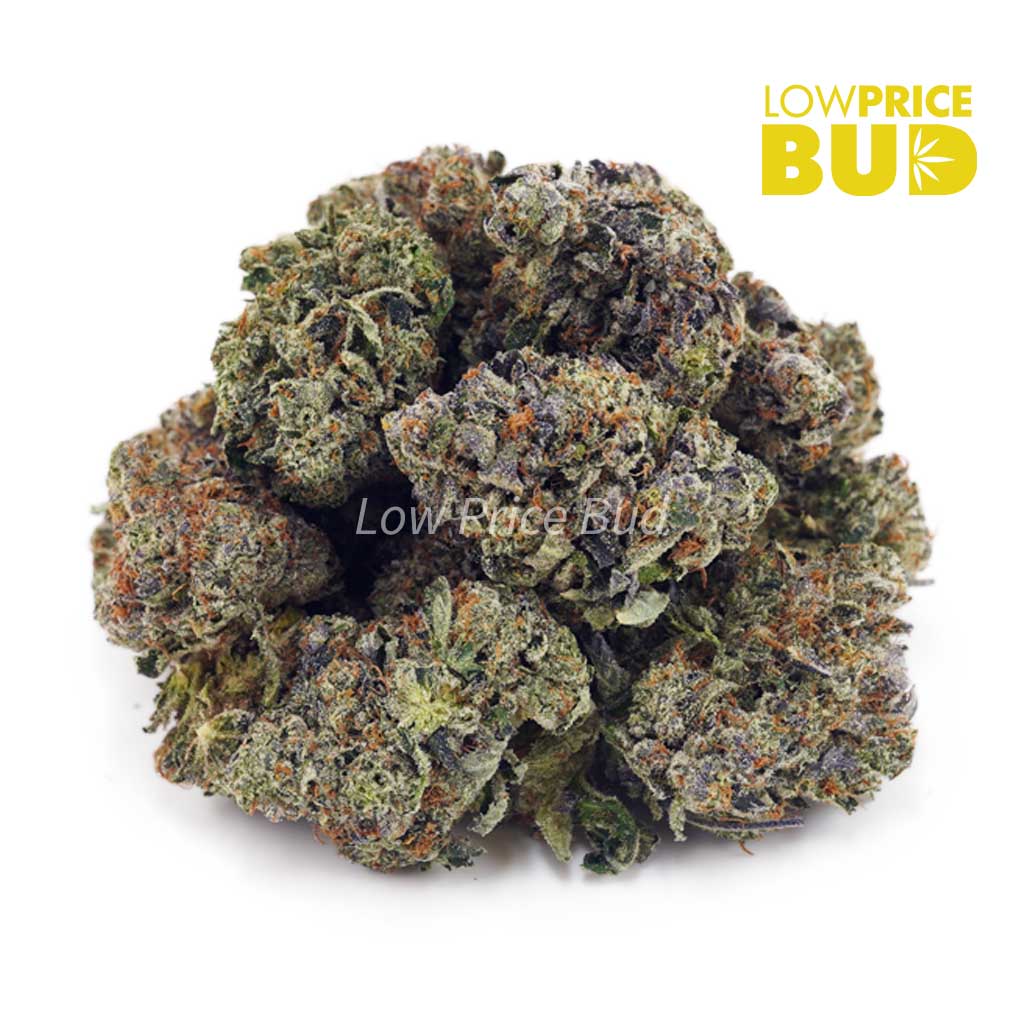 Buy Master Kush Ultra (AAA) online Canada