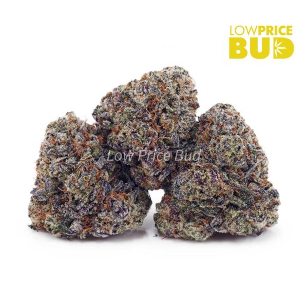 Buy Grease Monkey (AAA) online Canada