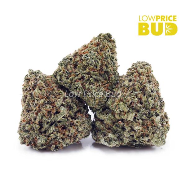 Buy Pink Rockstar (AAA) online Canada