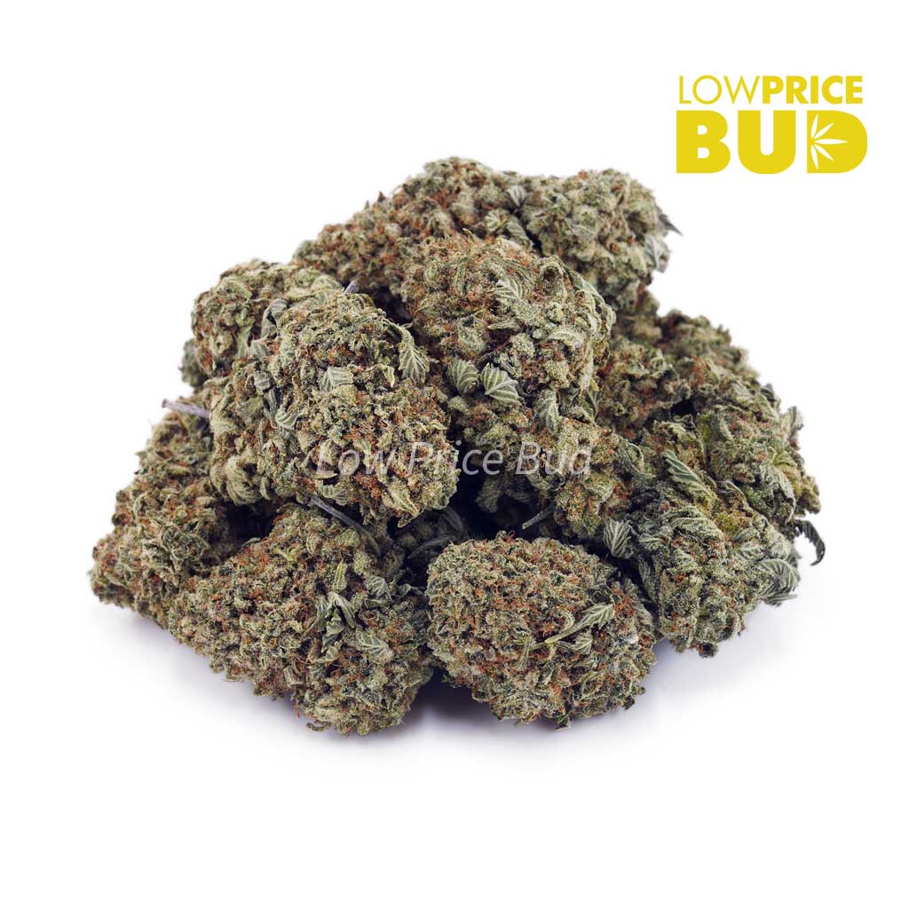 Buy Pink Rockstar (AAA) online Canada