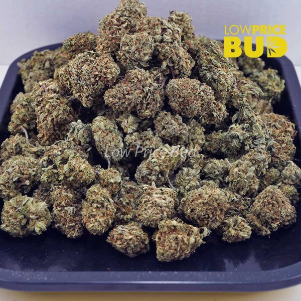 Buy Pink Rockstar (AAA) online Canada