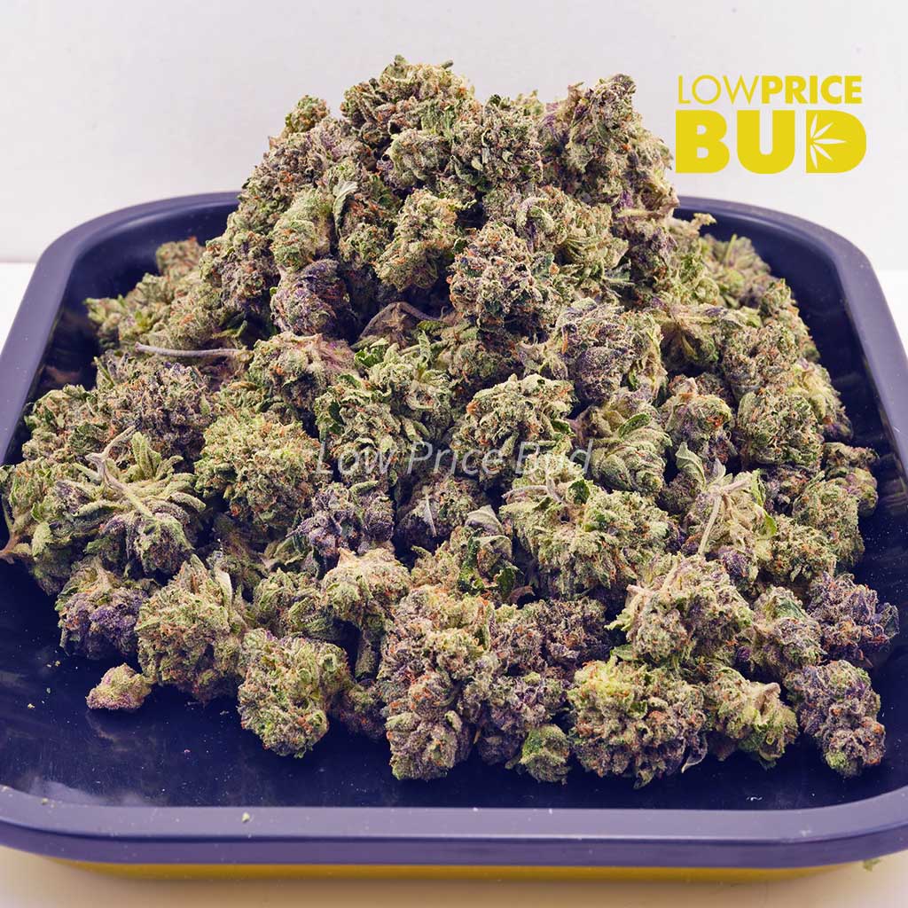 Buy Jean Guy (AAAA) – Popcorn Nugs online Canada