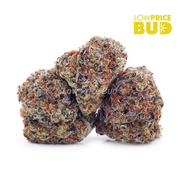 Buy Slurricane (AAA) online Canada