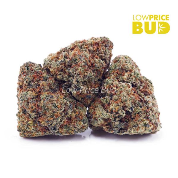 Buy Gelato #33 (AAA) online Canada