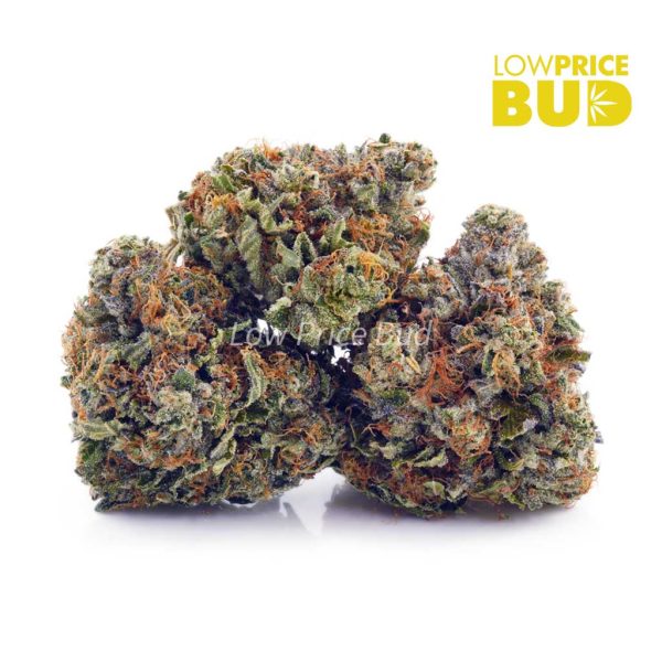 Buy Jack Herer (AA) online Canada