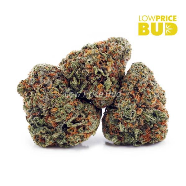 Buy Ghost Train Haze (AA) online Canada