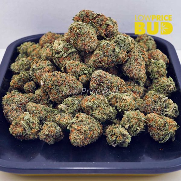 Buy Ghost Train Haze (AA) online Canada