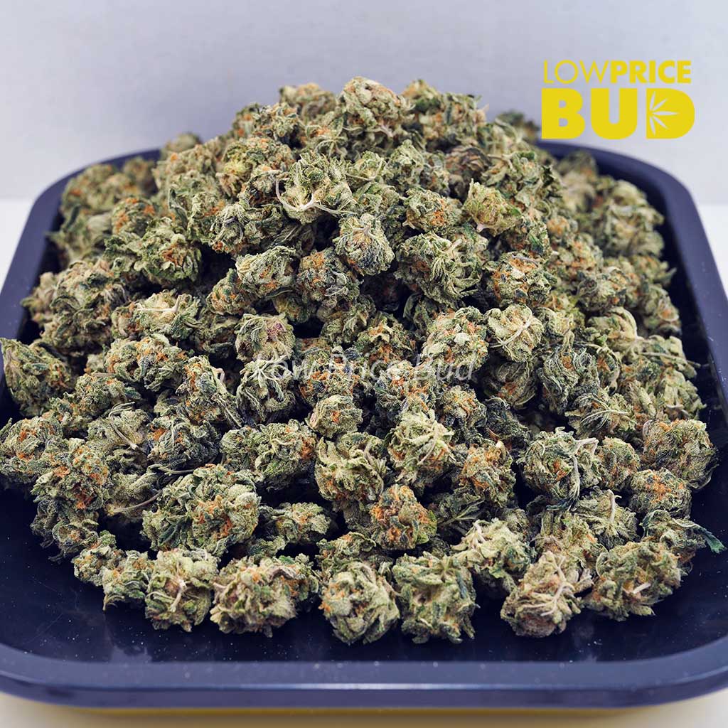 Buy Gushers (AAAA) – Popcorn Nugs online Canada