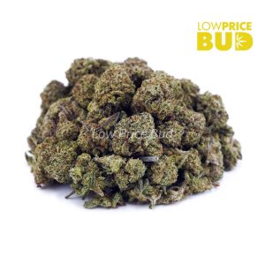 Buy Build Your Own (AAAA) Popcorn Pound 16 x 28g online Canada