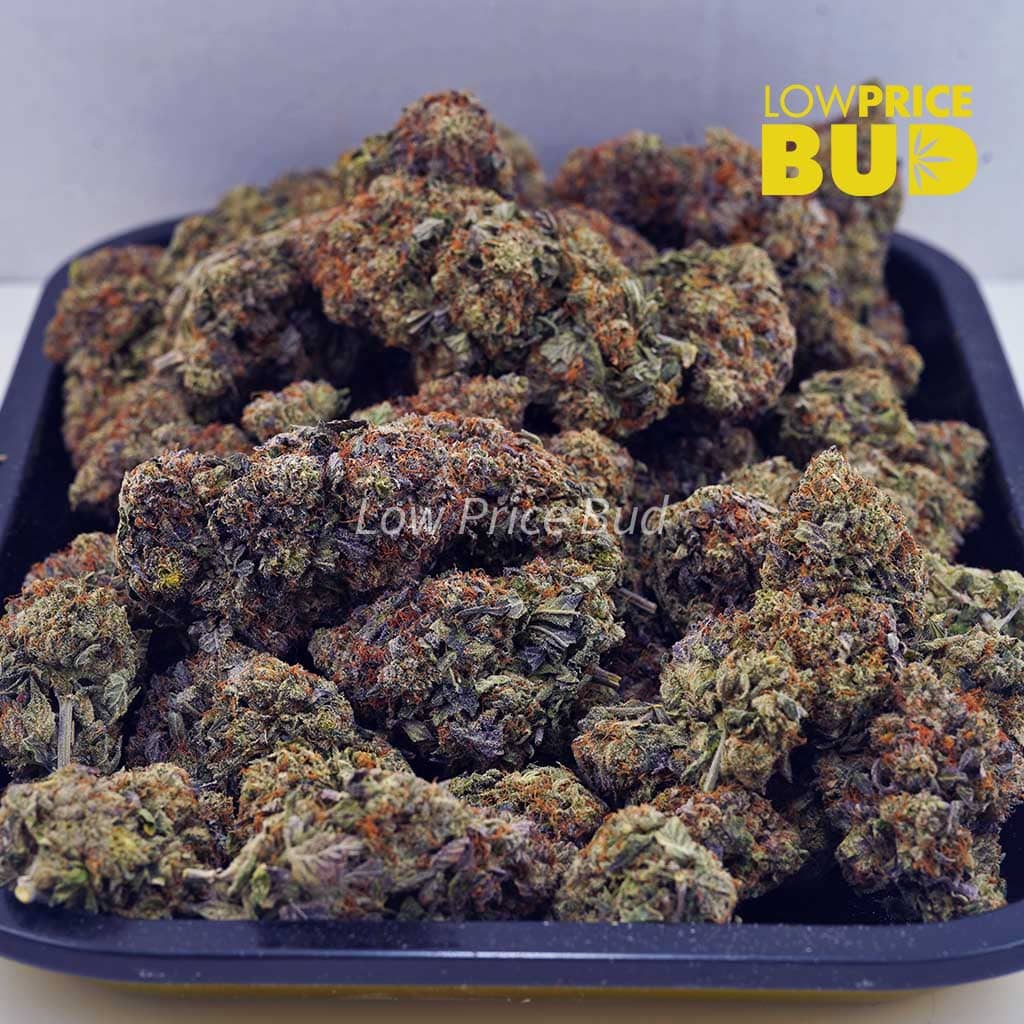 El Chapo (AA) Buy El Chapo (AA) online Canada