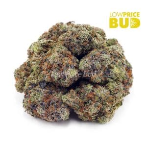 Pink Kush (AAAA) Buy Pink Kush (AAAA) online Canada