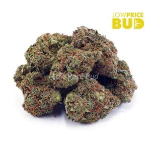 Buy Master Yoda (AA) online Canada