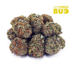 El Chapo (AA) Buy El Chapo (AA) online Canada