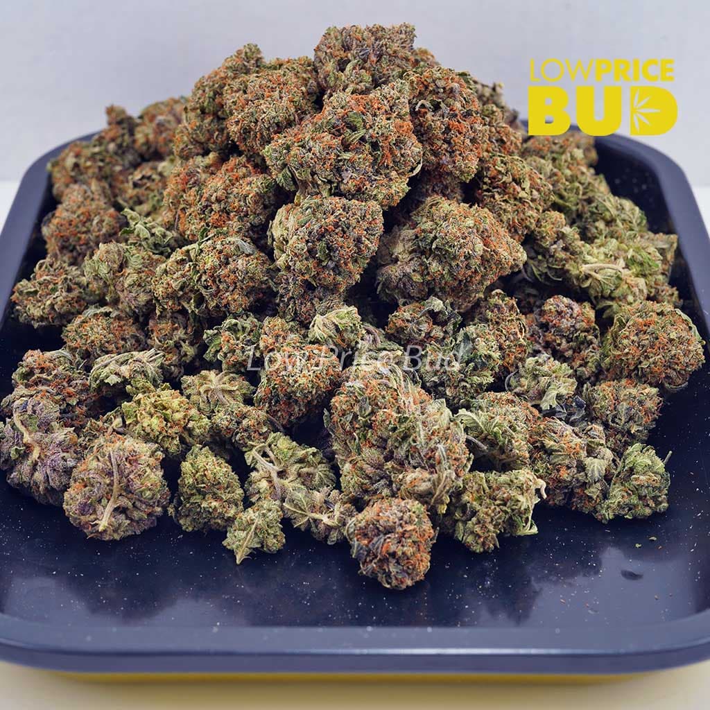 Master Yoda (AA) Buy Master Yoda (AA) online Canada