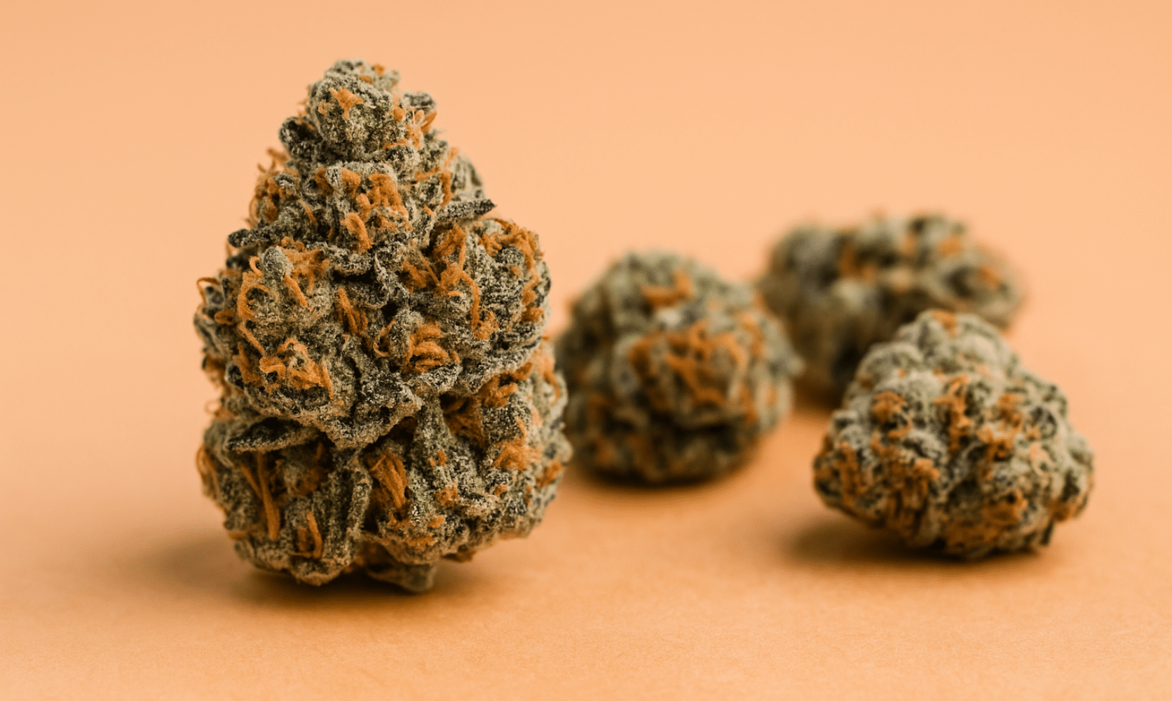 Georgia Pie cannabis buds with orange hairs, known for its creamy and potent indica effects