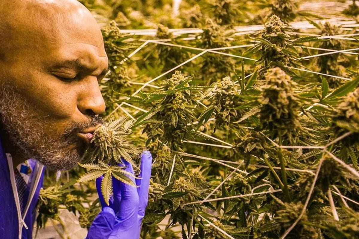 mike tyson kissing cannabis