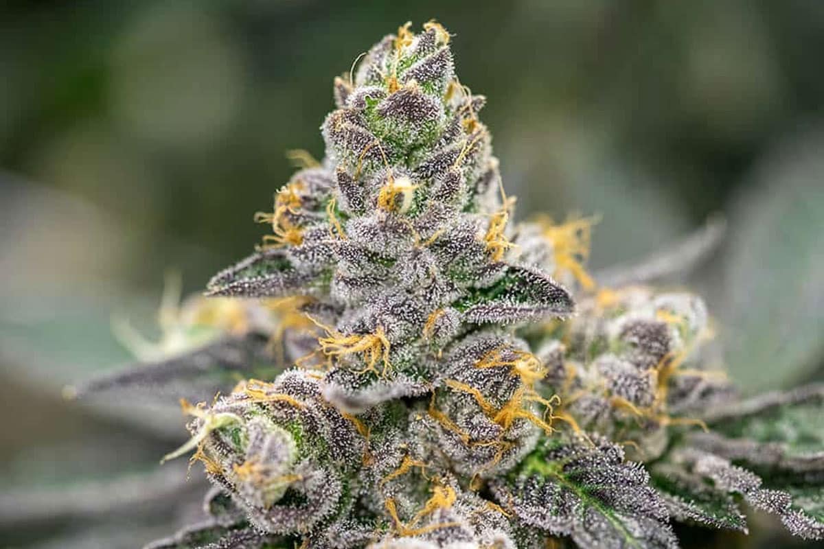 white tahoe cookies cannabis strain