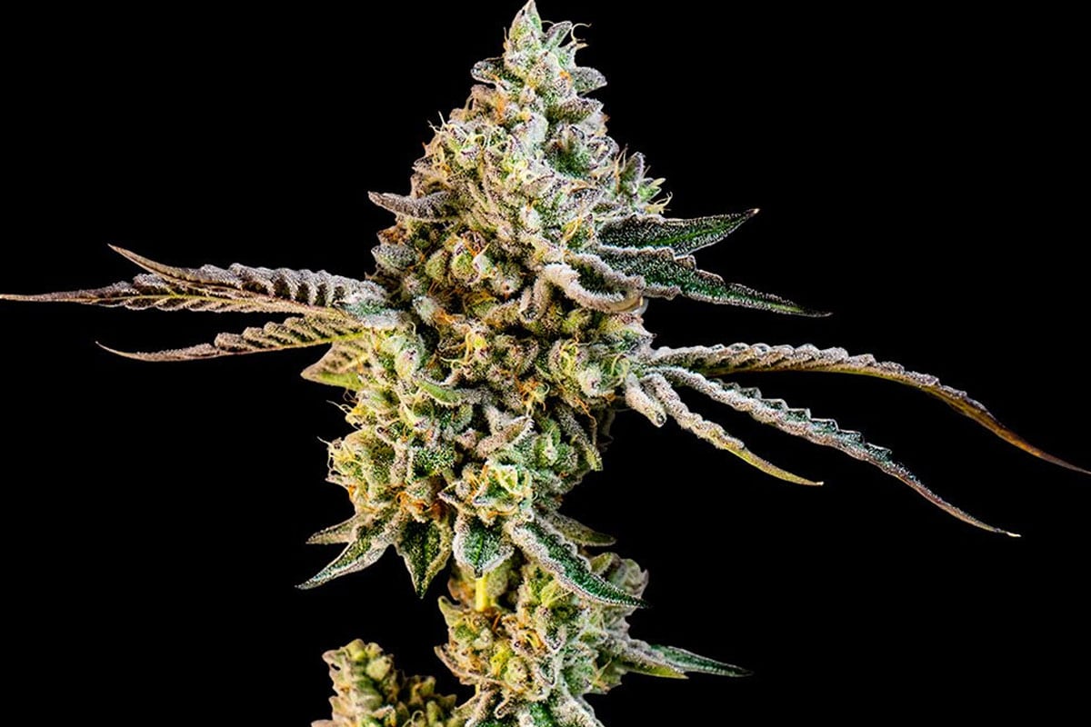 Animal Sherbet cannabis banner