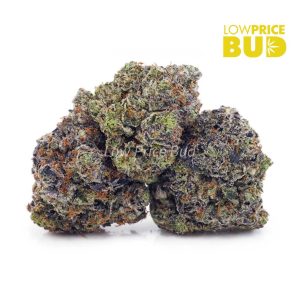 Buy 91 Octane (Craft Cannabis) online Canada