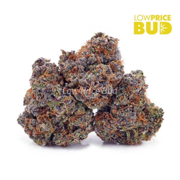 Buy Griselda Blanco (AAAA) online Canada