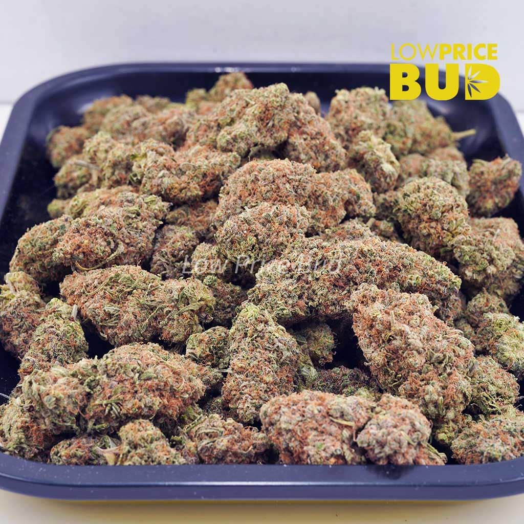 Biscotti (AAA) Buy Biscotti (AAA) online Canada