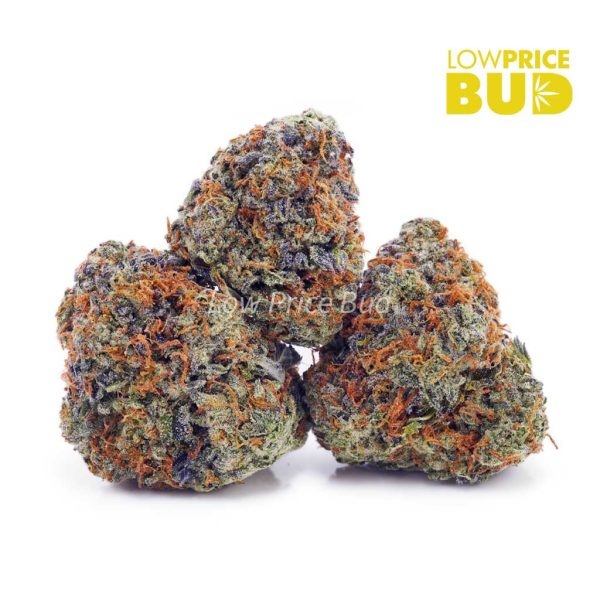 Buy Cinderella 99 (AAA) online Canada