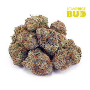Buy Cinderella 99 (AAA) online Canada