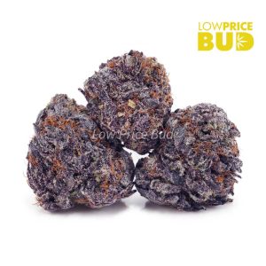 Buy Animal Sherbet (AAAA) online Canada