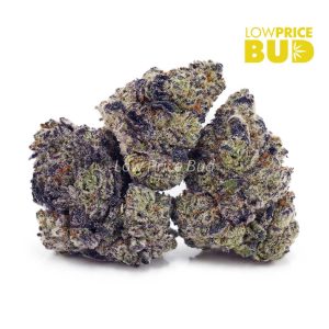 Buy Champagne Kush (AAAA) online Canada
