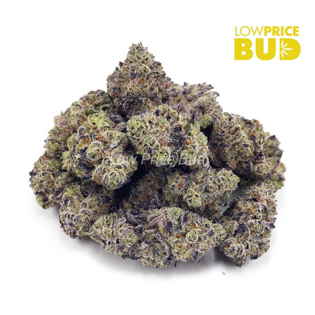 Buy Champagne Kush (AAAA) online Canada