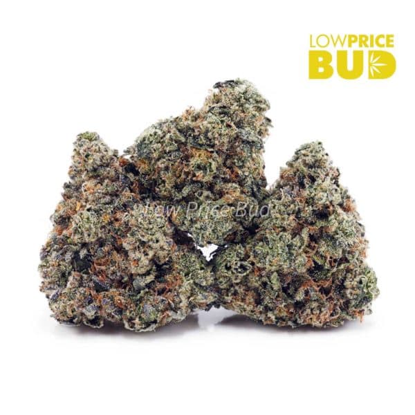 Buy Master Kush Ultra (AAAA) online Canada