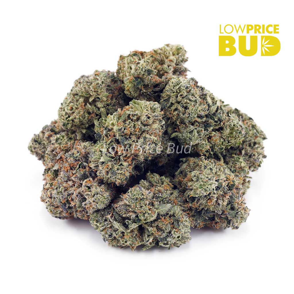 Buy Master Kush Ultra (AAAA) online Canada