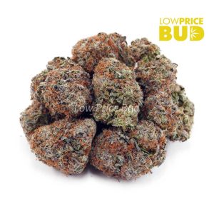 Buy Mimosa (AA) online Canada