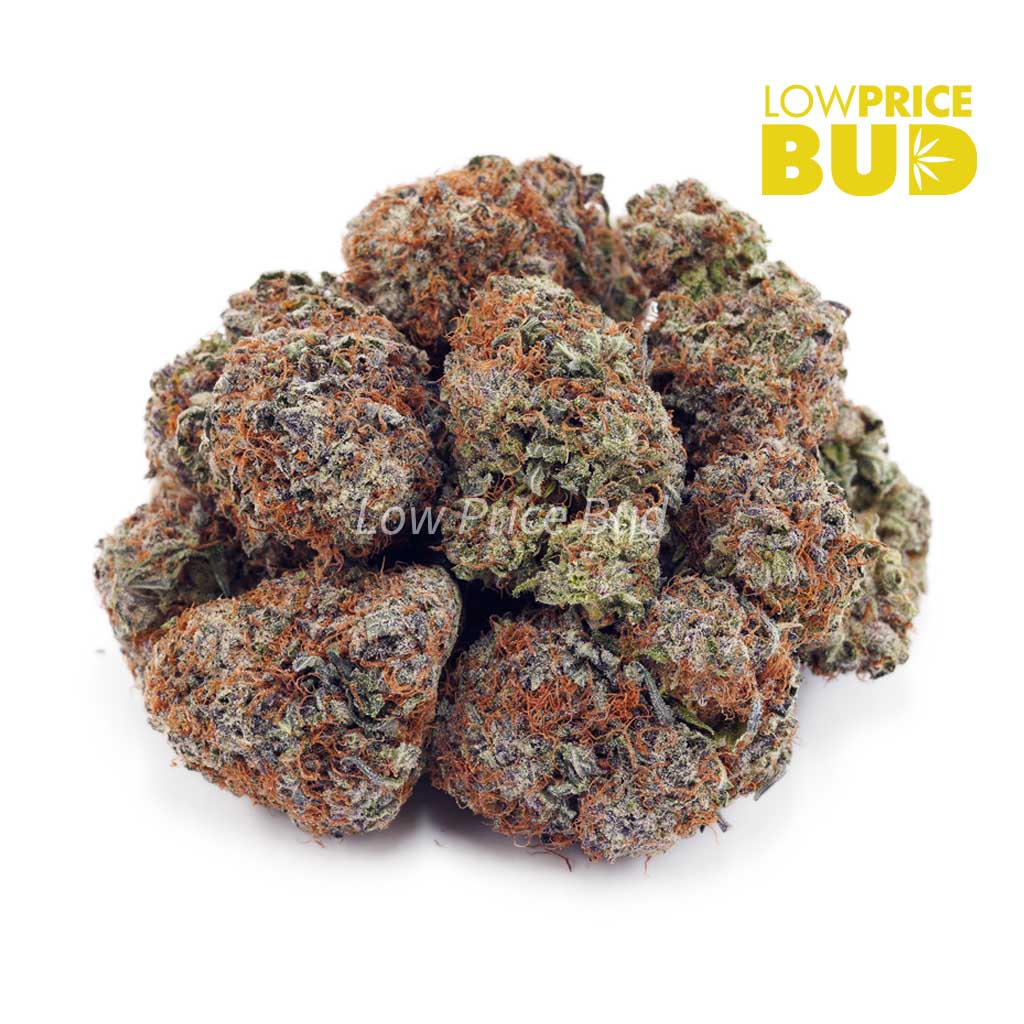 Buy Mimosa (AA) online Canada