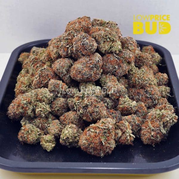 Buy Mimosa (AA) online Canada